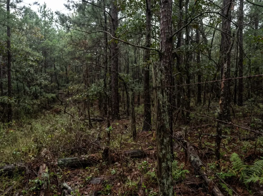 A landlocked wooded parcel with no road access and an old barbed wire boundary in the trees.